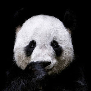 Meet your Posher, Shaoxin